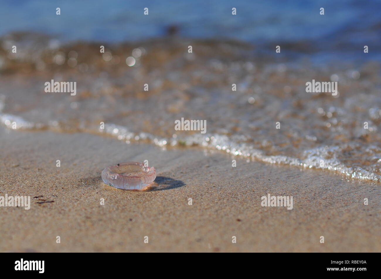 La medusa Aurelia aurita (común, medusas Medusas, Luna Luna jelly, platillo jalea) tumbado en la playa Foto de stock