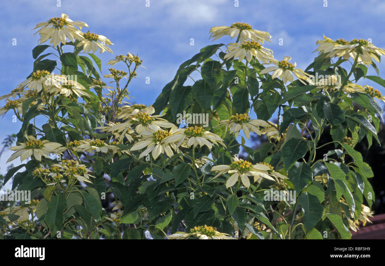 La poinsettia (Euphorbia pulcherrima) (también conocido como estrella