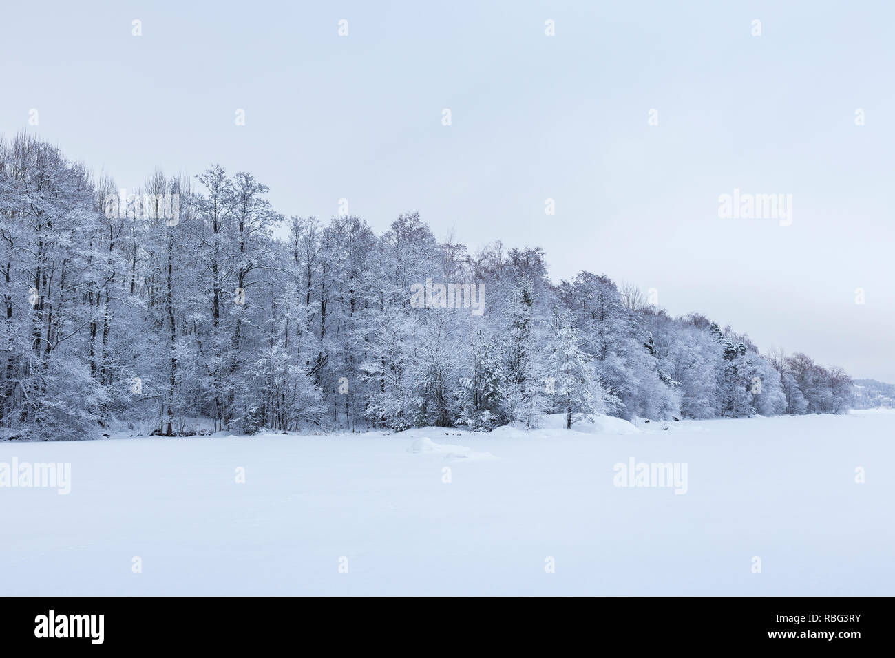 Hermosa vista del nevado y helado de árboles en un bosque cubierto de nieve y el lago en un día nublado en el invierno en Tampere, Finlandia. Un ligero matiz azul. Foto de stock