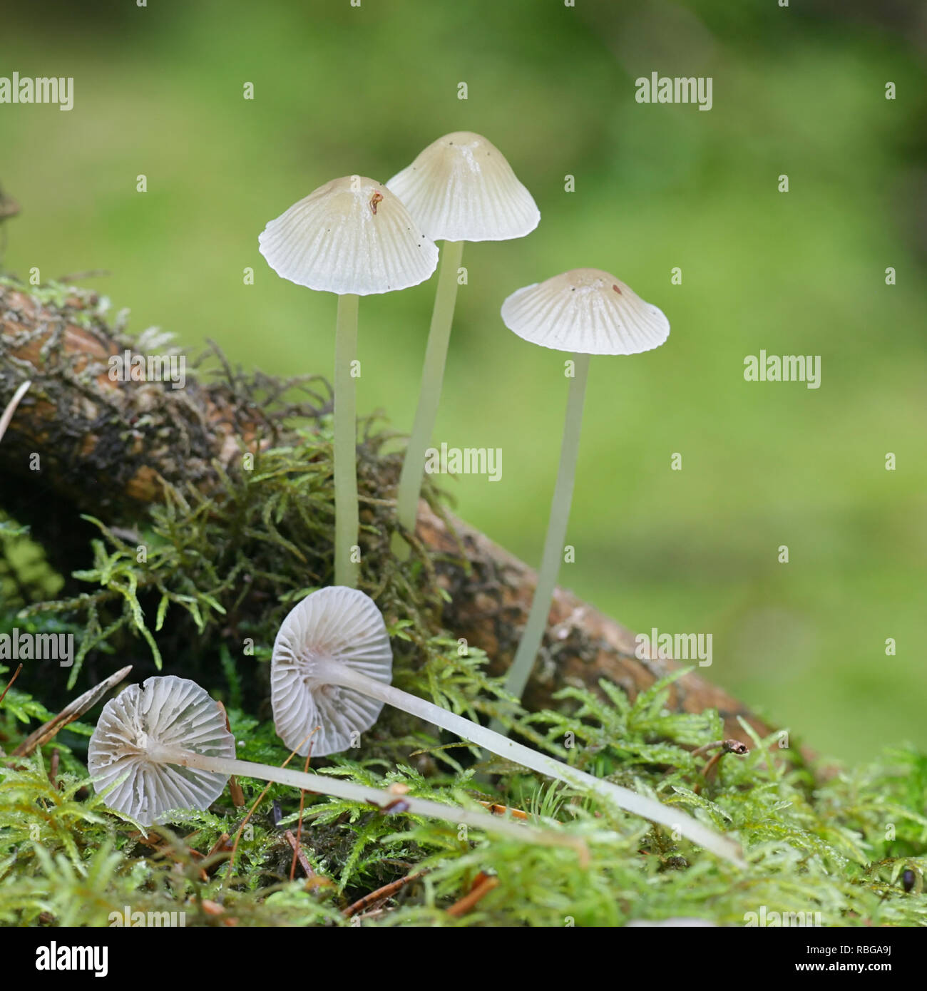 Yellowleg capot, Mycena epipterigya Foto de stock