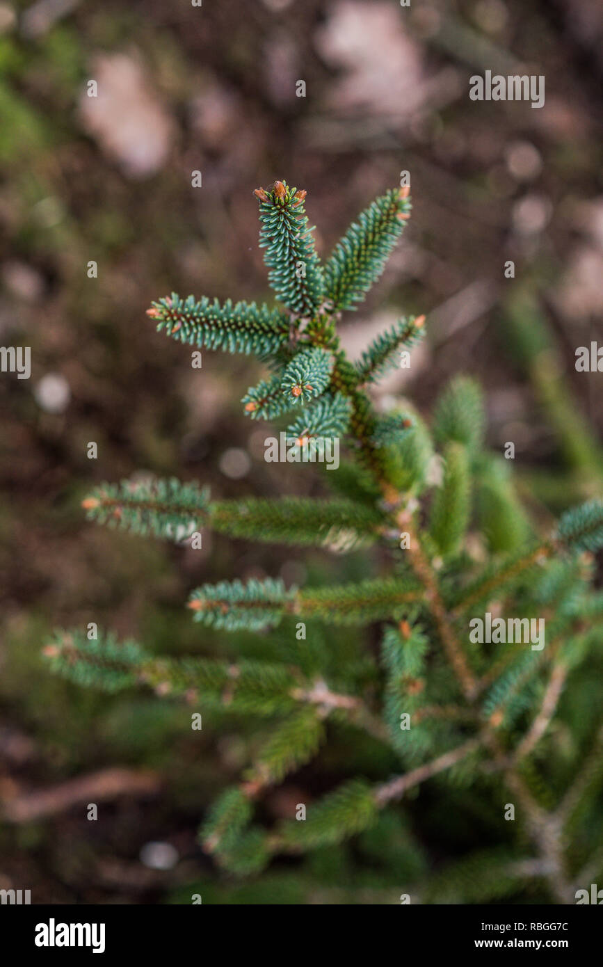 Entorno de bosque natural; cortar los árboles de Navidad. Foto de stock