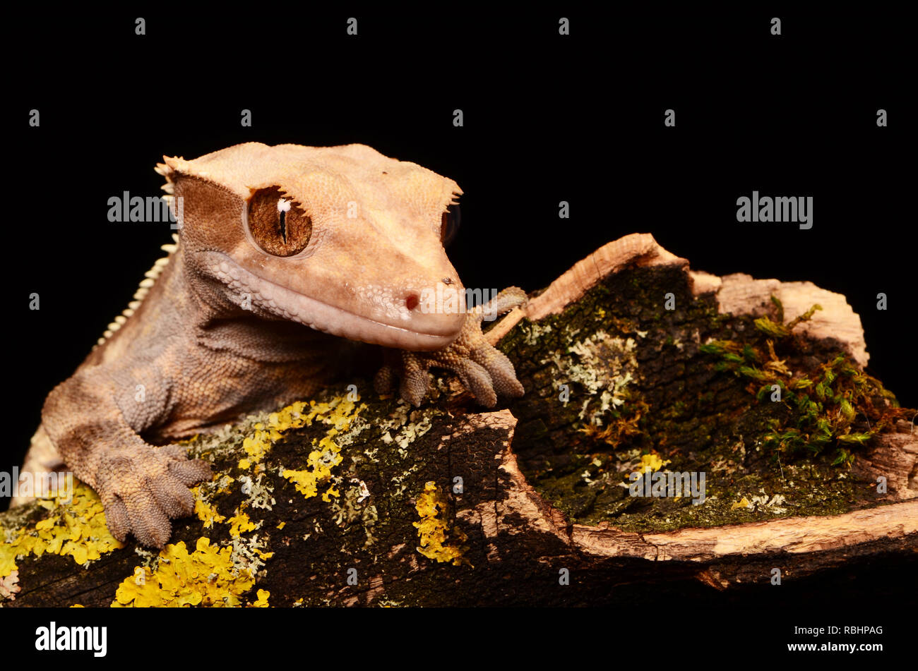 Crested Gecko de Nueva Caledonia (Rhacodactylus ciliados) Foto de stock