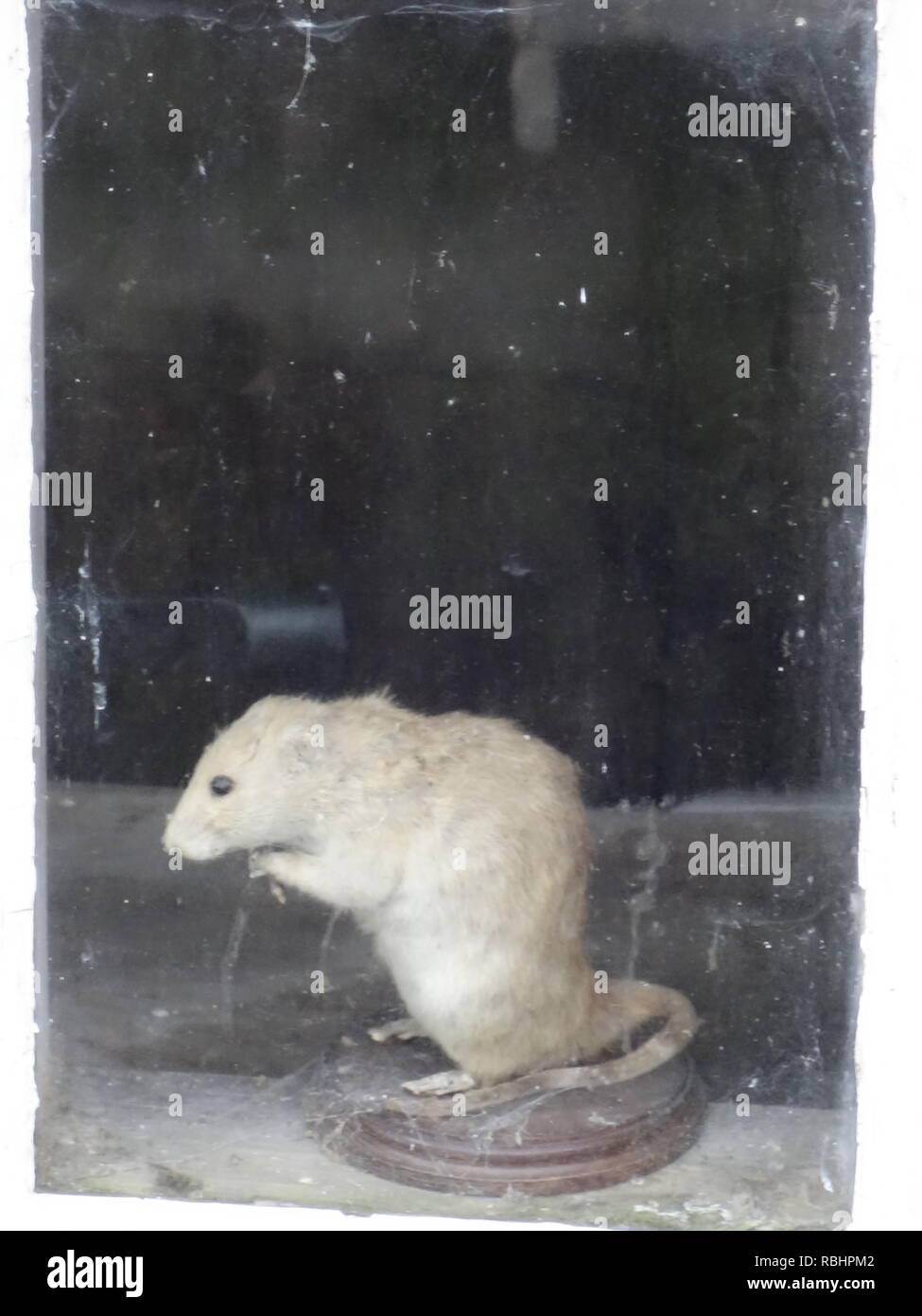 Taxidermia ratón Foto de stock