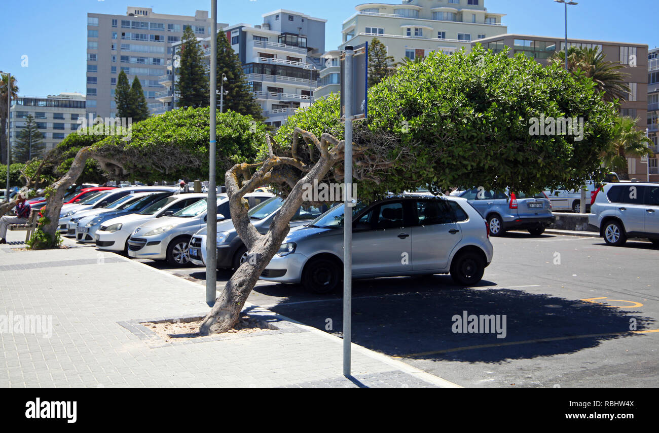 Los automóviles estacionados debajo de los árboles inclinados que en Sea Point Promenade, Cape Town, Sudáfrica Foto de stock