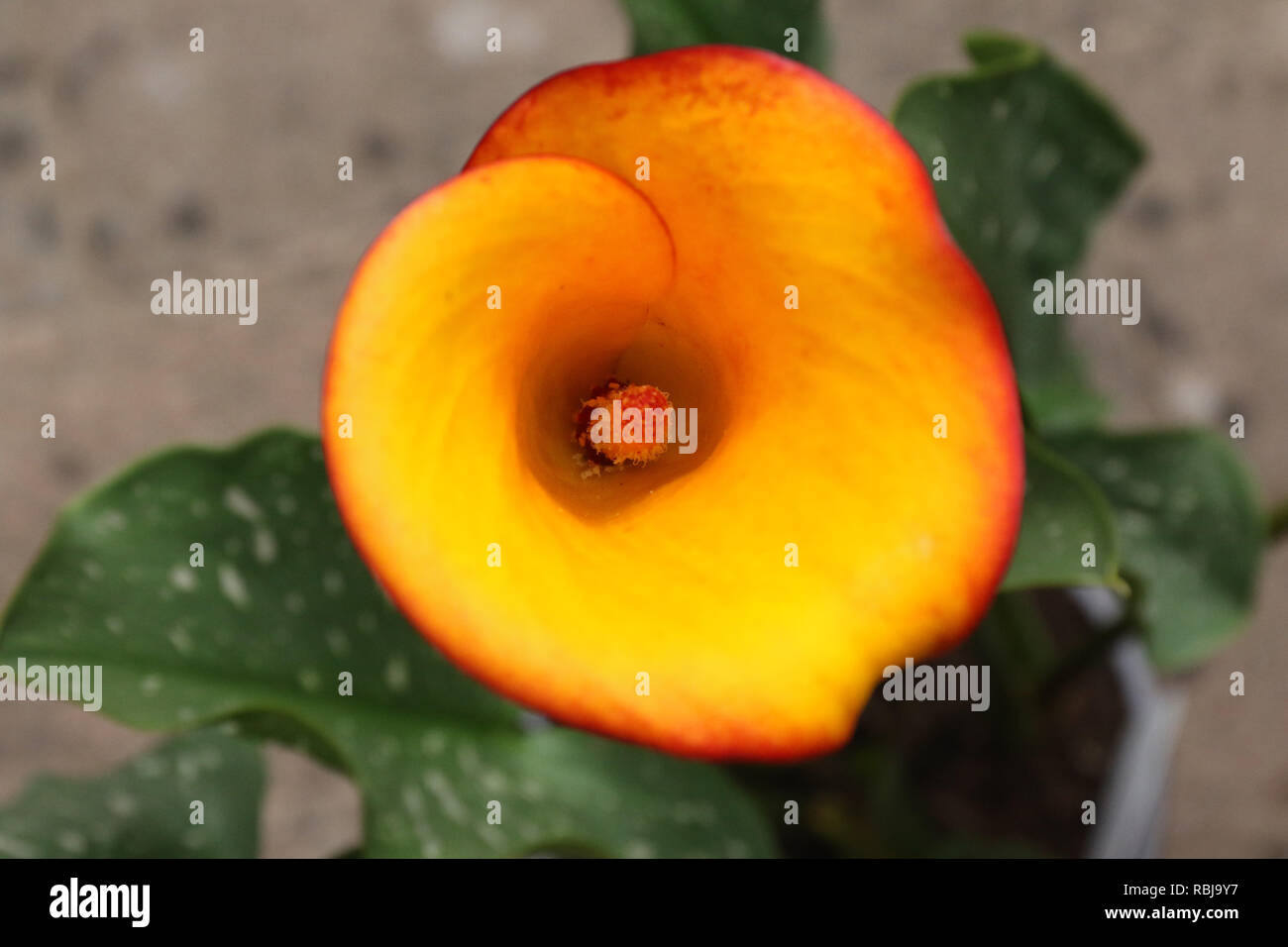 Planta de festival de calla lily fotografías e imágenes de alta resolución  - Alamy