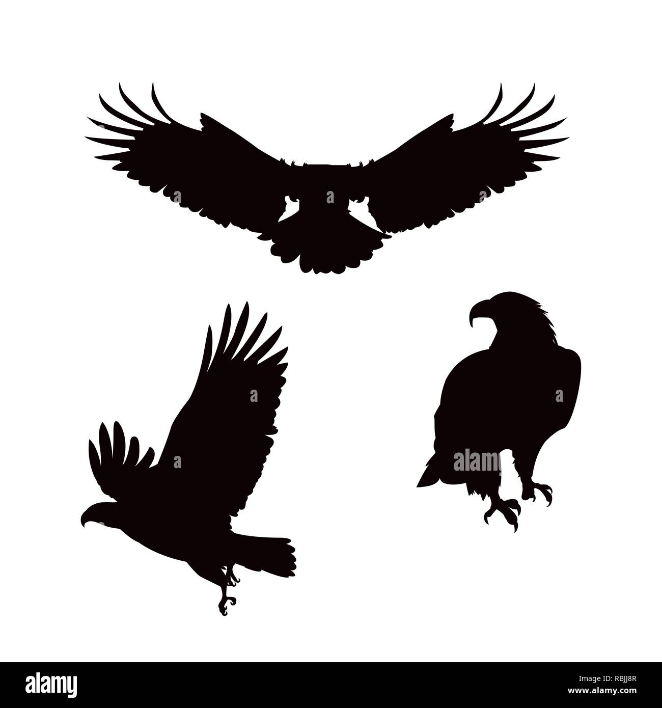Las águilas cabeciblancas aves siluetas conjunto plantea ilustración  vectorial diseño Imagen Vector de stock - Alamy