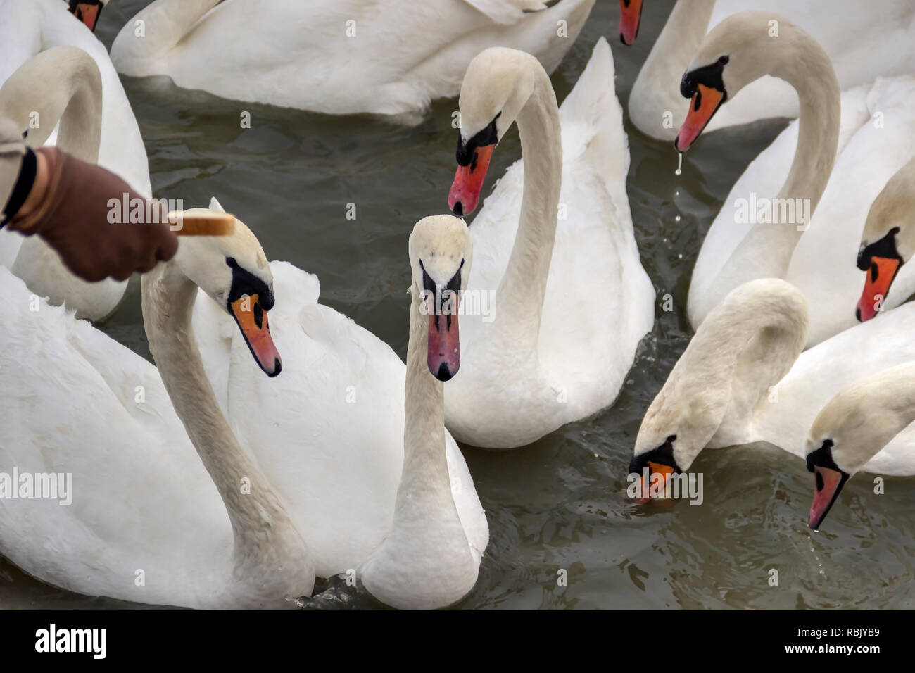 Zemun, Serbia - close-up cisnes (Cygnus cygnus) del río Danubio Foto de stock