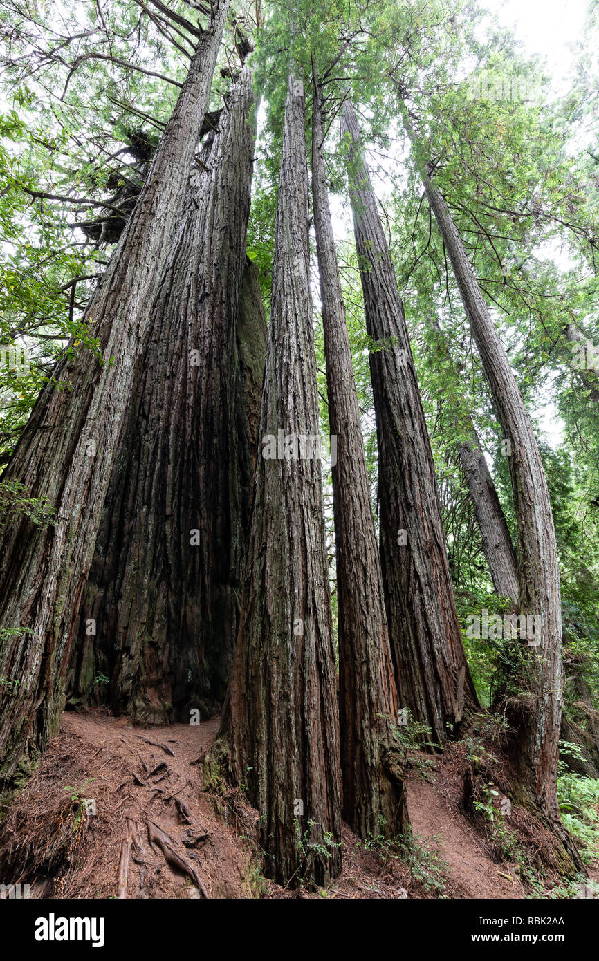 Una familia joven de secoyas costa (Sequoia sempervirens) crece en estrecha colaboración en Prairie Creek Redwoods State Park, California. Foto de stock