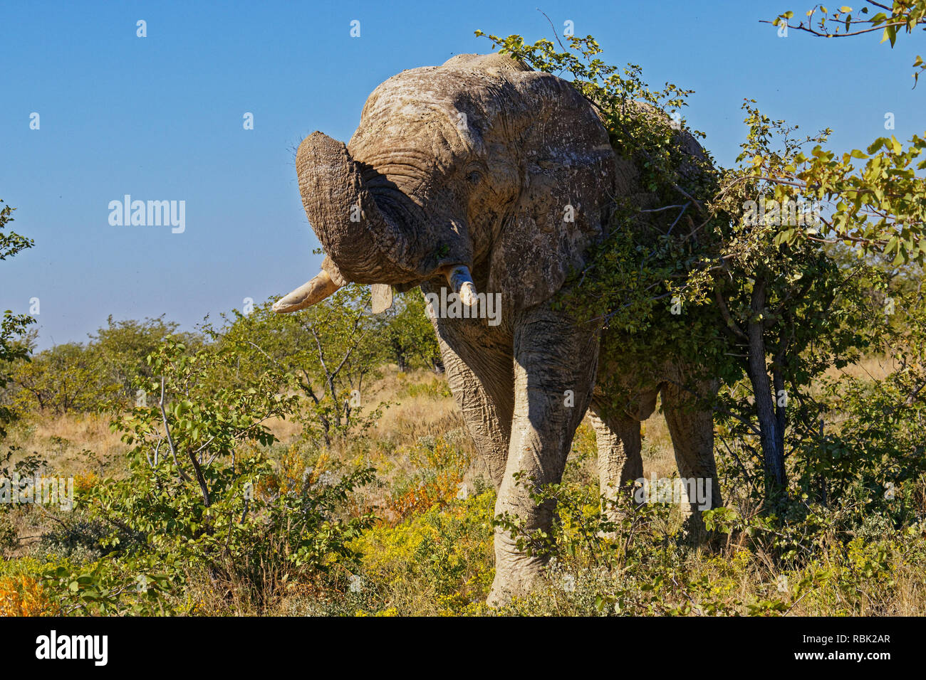 Un viejo solitario bull elephant nos amenazan para movernos en términos inequívocos, el Parque Nacional de Etosha, Namibia, África Foto de stock