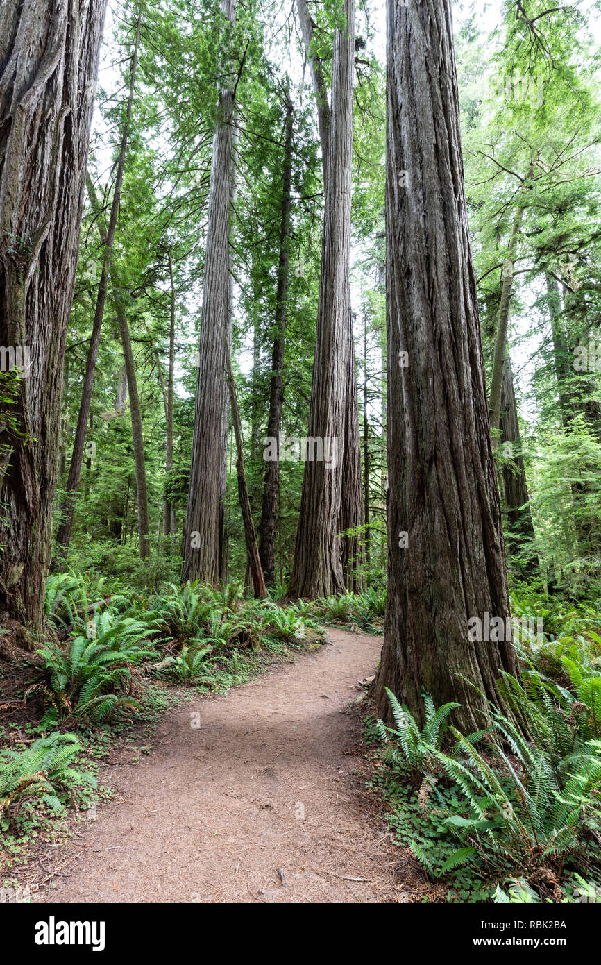 El árbol de Boy Scouts sendero serpentea a través de un salvaje viejo crecimiento secuoya (Sequoia sempervirens) bosque en Jedediah Smith Redwoods State Park. Foto de stock
