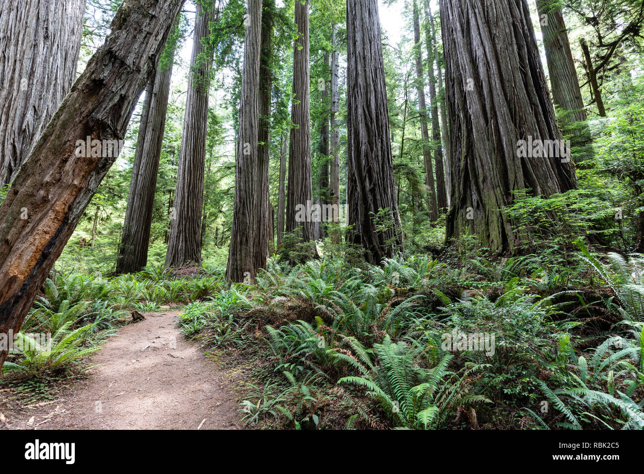 El árbol de Boy Scouts sendero serpentea a través de un salvaje viejo crecimiento secuoya (Sequoia sempervirens) bosque en Jedediah Smith Redwoods State Park. Foto de stock