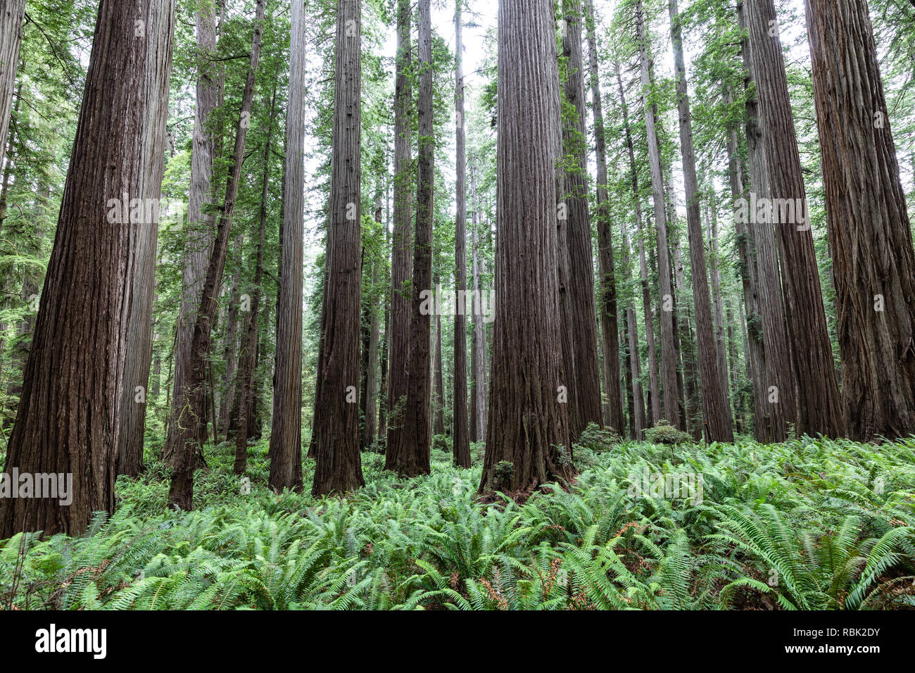 Un bosquecillo de secoyas costa (Sequoia sempervirens) crece por encima de un manto de helechos en Jedediah Redwoods State Park, California. Foto de stock