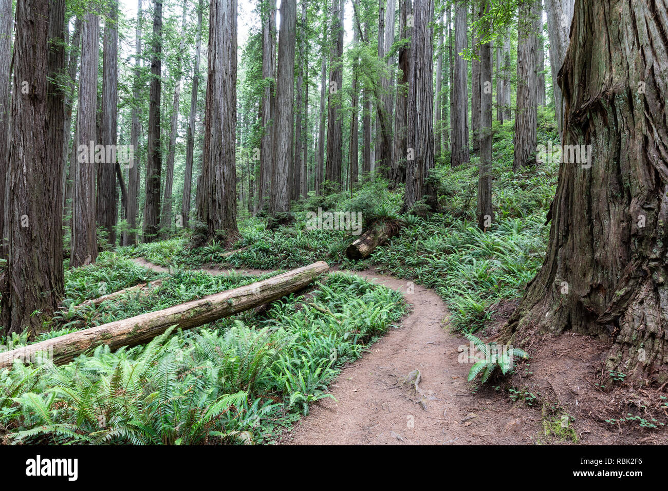 El árbol de Boy Scouts sendero serpentea a través de un salvaje viejo crecimiento secuoya (Sequoia sempervirens) bosque en Jedediah Smith Redwoods State Park. Foto de stock