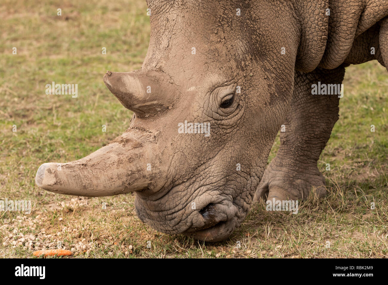 El rinoceronte blanco del norte (Ceratotherium simum cottoni) hembra de alimentación en el Gabinete de especies en peligro de extinción, Ol Pejeta Conservancy, Kenya. Uno de los l Foto de stock