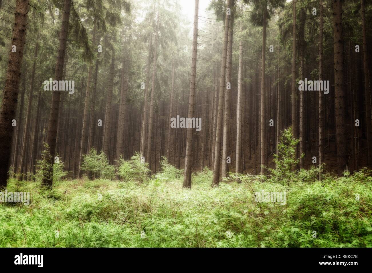 El bosque encantado con un misty sky y un sinfín de árboles Foto de stock