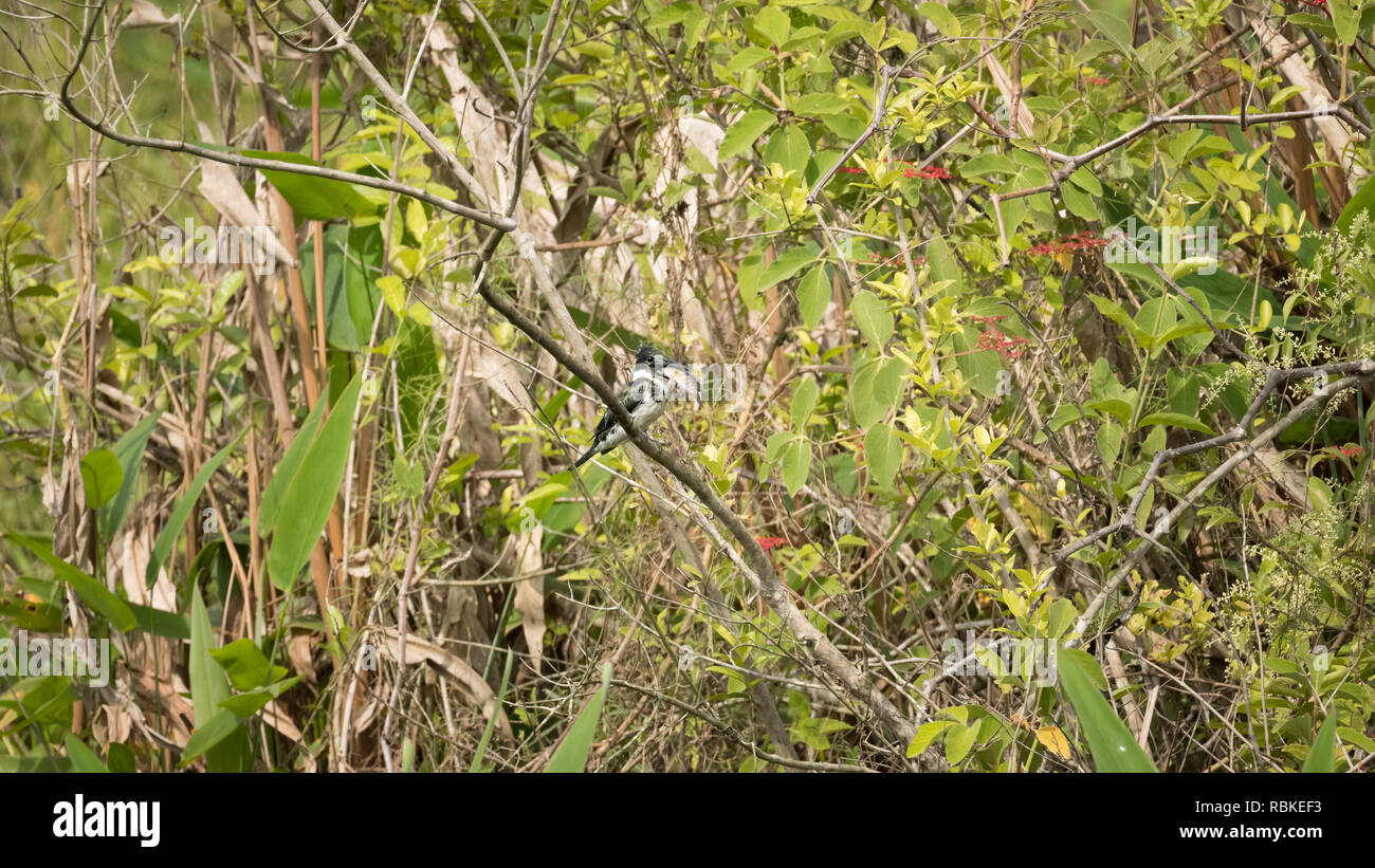 Amazon kingfisher Foto de stock