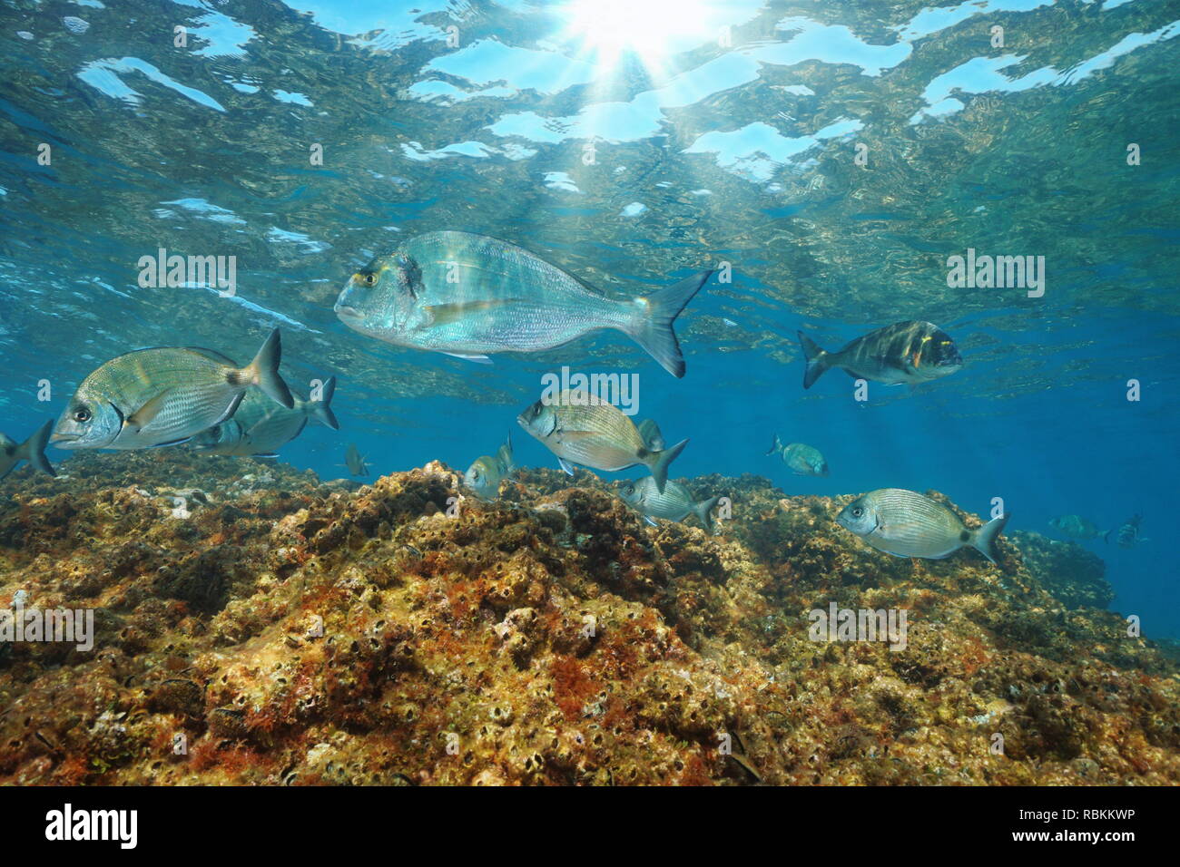 Los besugos pez bajo el agua, en el mar Mediterráneo (cabeza de dorado y blanco seabreams), Francia Foto de stock