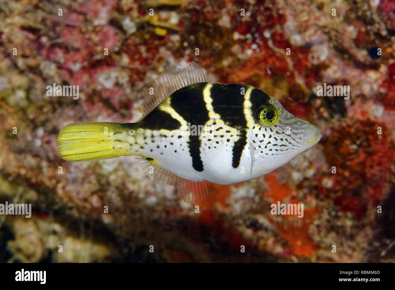 Blacksaddle filefish / imitan Paraluteres prionurus filefish - Foto de stock
