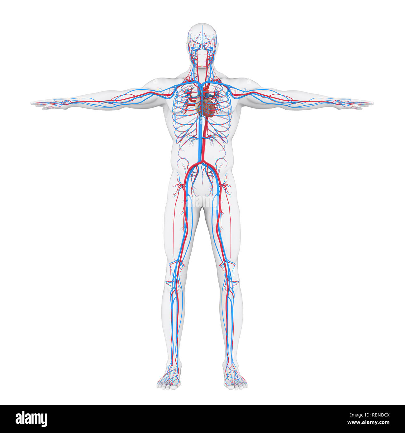 Ilustración del sistema circulatorio humano Foto de stock