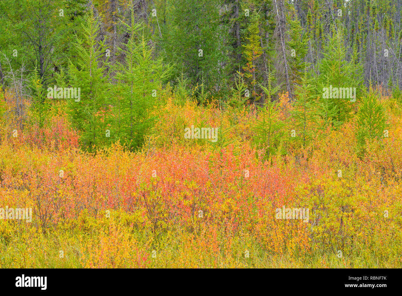 Colores del Otoño en un humedal (abedules enanos y alerces), cerca del río de heno (Hwy 5/6 intersección), Territorios del Noroeste, Canadá Foto de stock