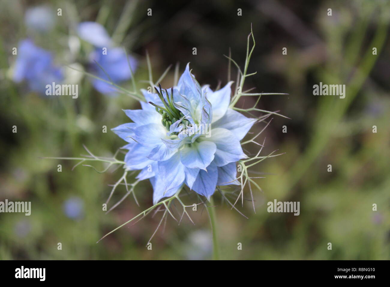 Hermosa Flor Dalia azul Fotografía de stock - Alamy