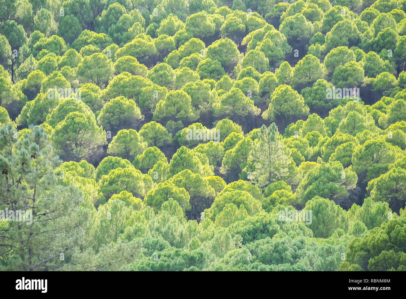 Bosque de pinos Foto de stock