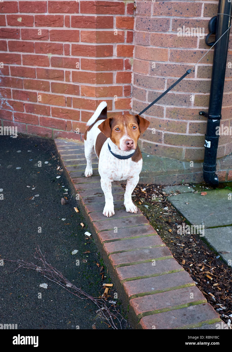 Un Jack Russell Terrier de pie en una fila de ladrillos que forman parte de un pavimento sobre su propia con su plomo atado a un tubo descendente Foto de stock