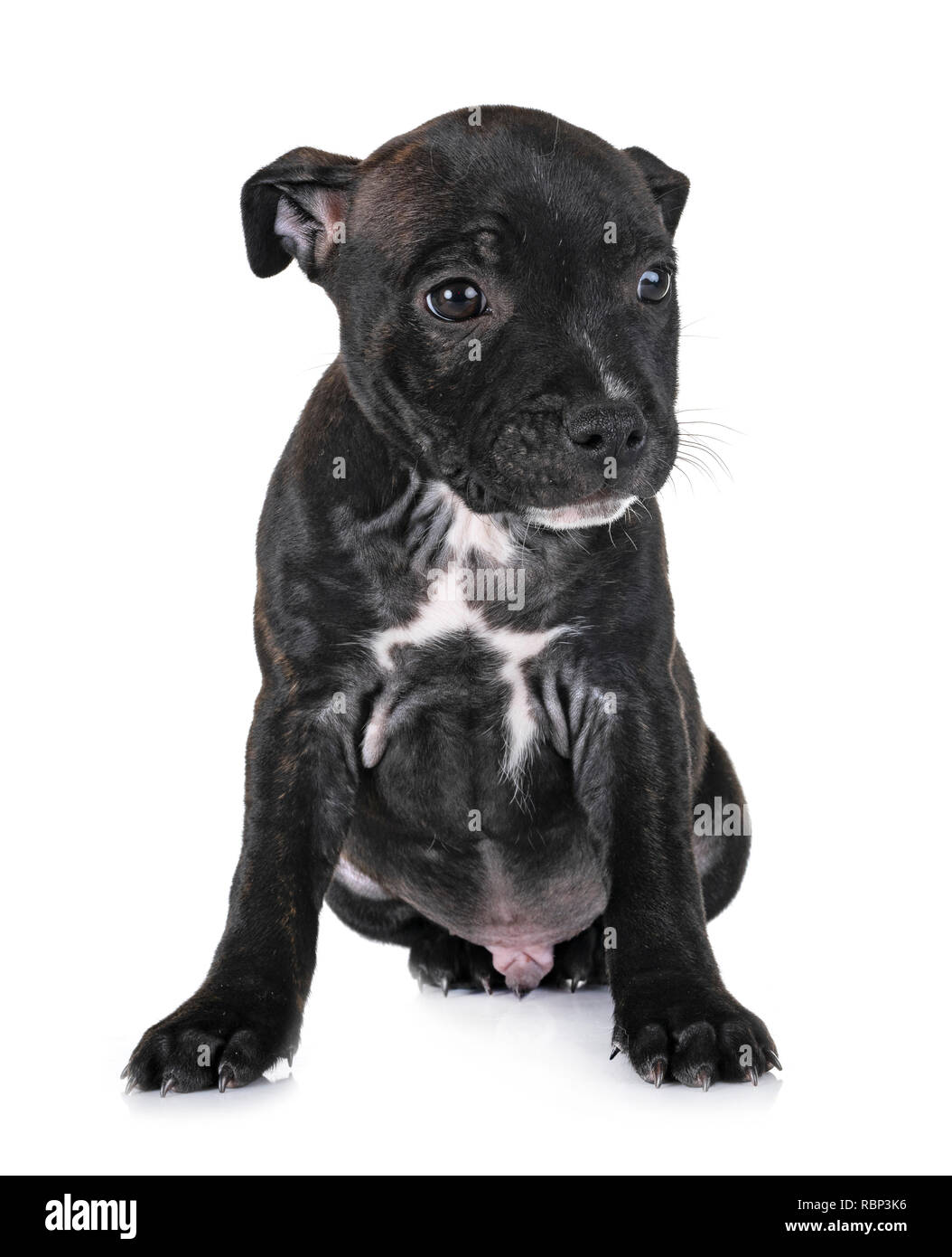 Cachorro staffordshire bull terrier, delante de un fondo blanco Fotografía  de stock - Alamy