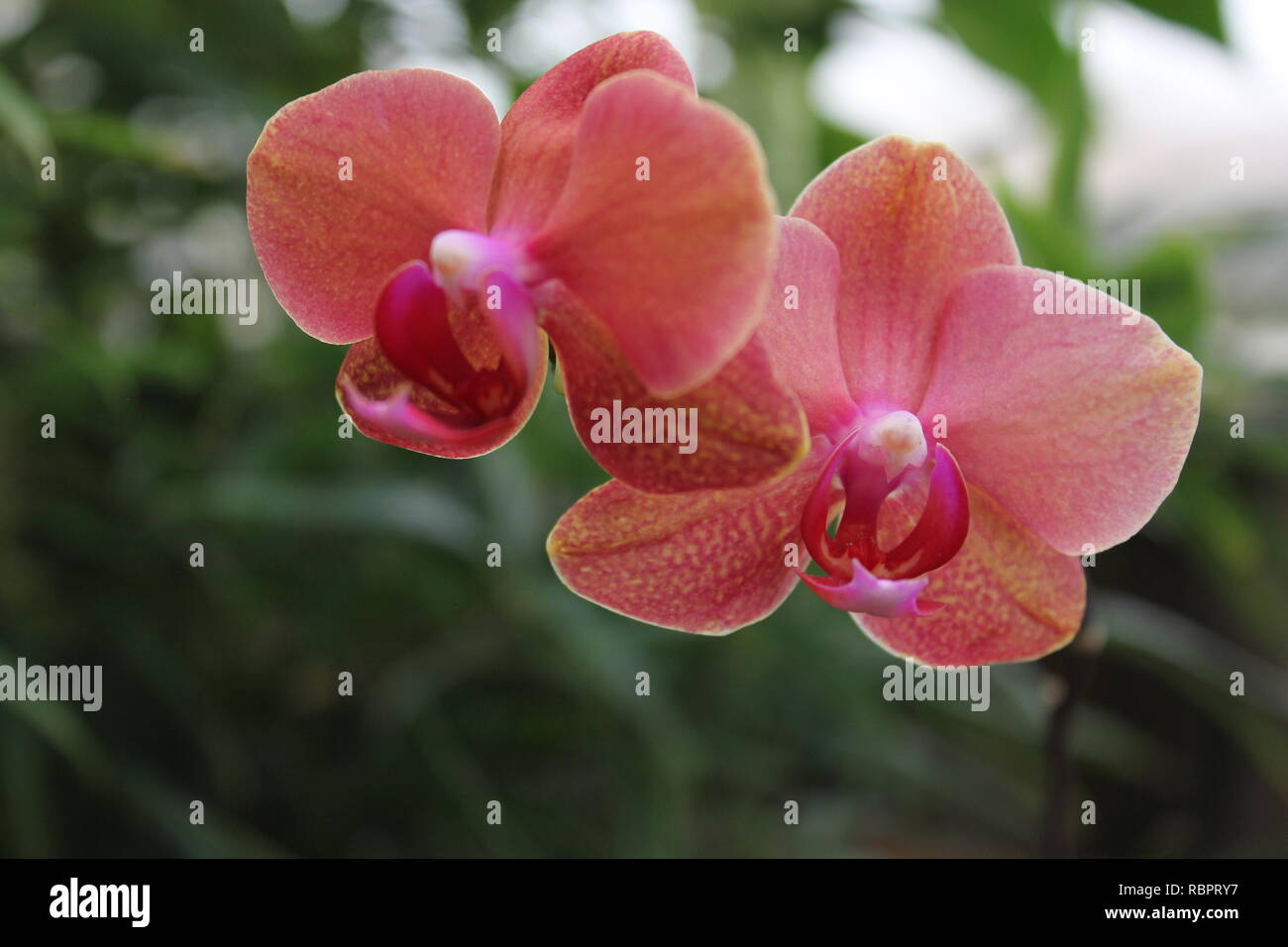 Orquídea Phalaenopsis rosa y naranja, 蝴蝶兰属, hu die lan shu, orquídeas de  polilla, creciendo en el soleado prado Fotografía de stock - Alamy