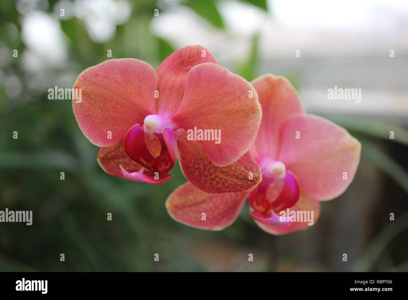 Orquídea Phalaenopsis rosa y naranja, 蝴蝶兰属, hu die lan shu, orquídeas de  polilla, creciendo en el soleado prado Fotografía de stock - Alamy