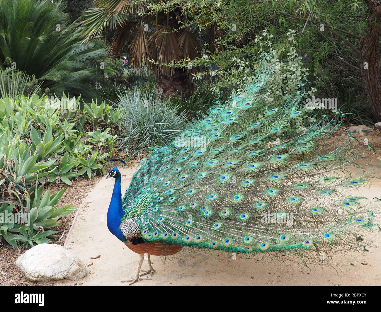 Hermoso pavo real abre su cola para nosotros en la Arboretum Foto de stock