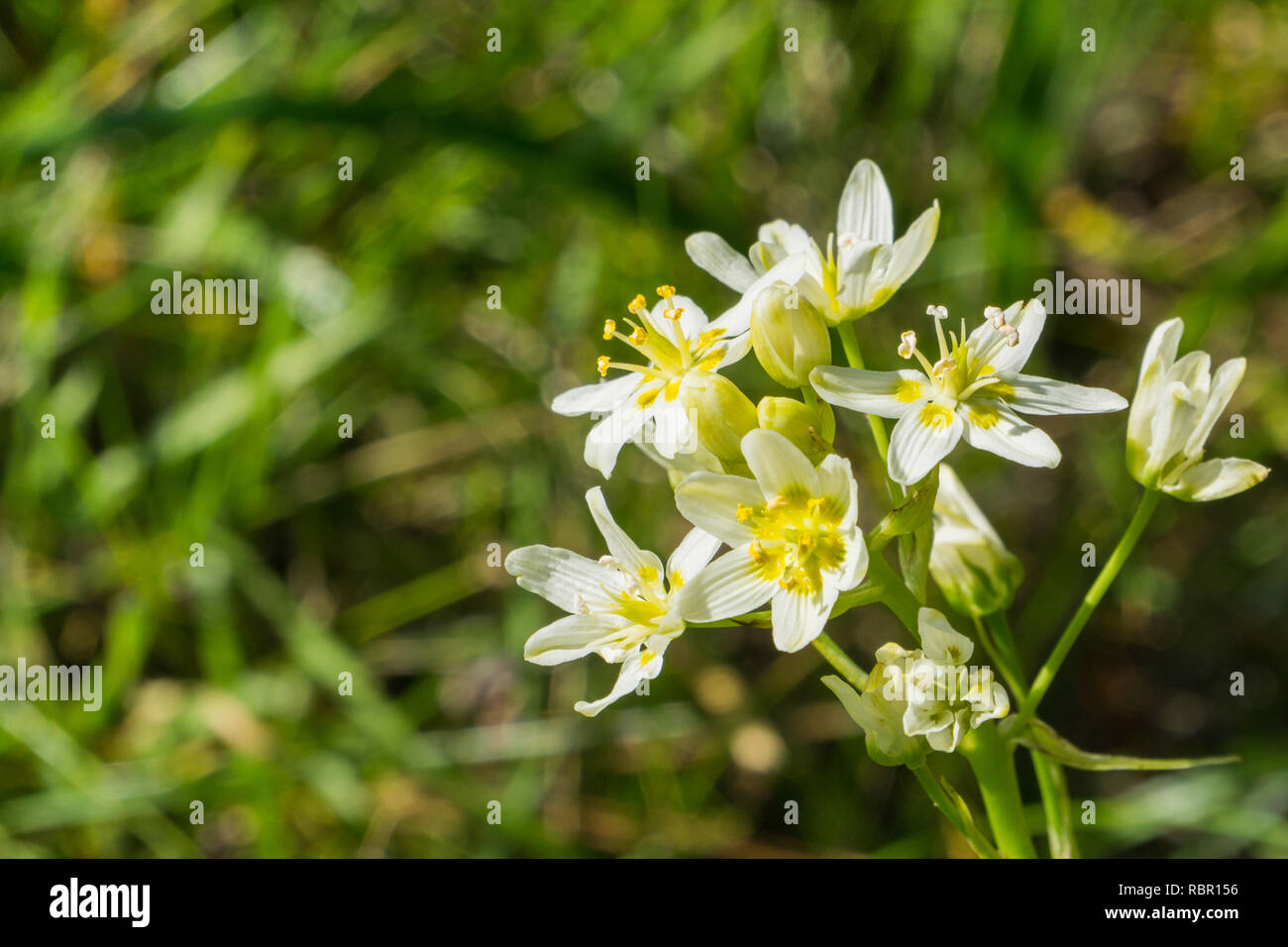Toxicoscordion fremontii Lily (estrella), conocido también como Frémont's deathcamas zigadene o estrella, que se encuentra en California, el sur de Oregón y norte de Baja Cal Foto de stock