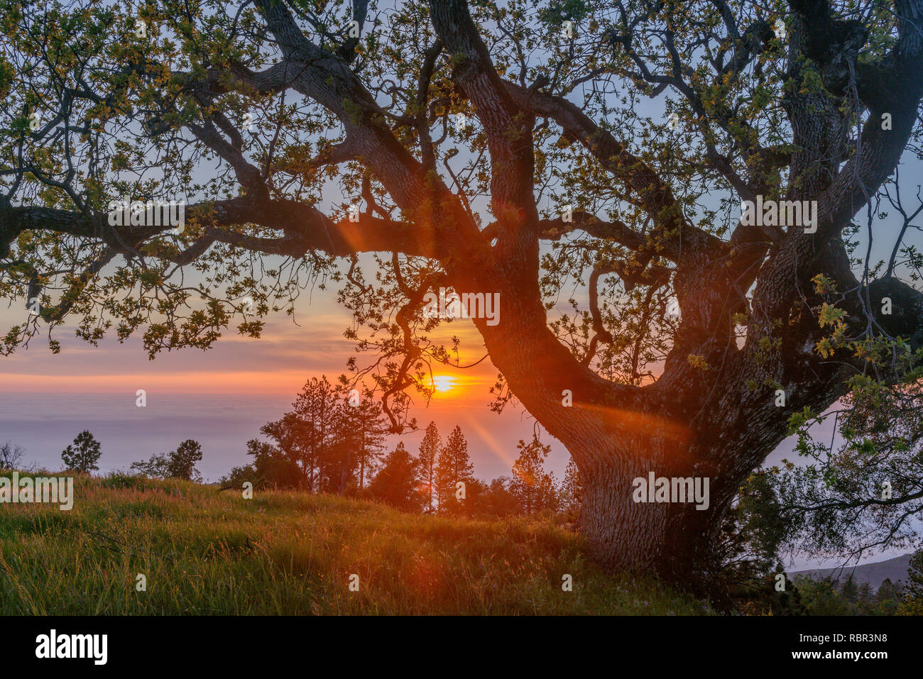 Sunset, California Live Oak, los Padres National Forest, Big Sur, el Condado de Monterey, California Foto de stock