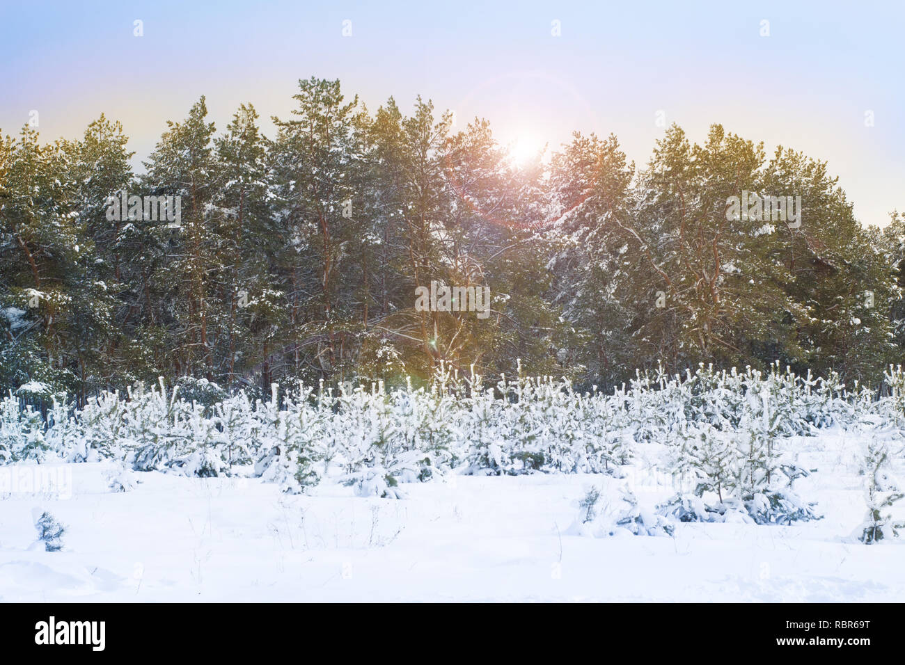 Los pinos cubiertos de nieve en la helada noche. Hermoso paisaje de bosque de invierno en la nieve Foto de stock