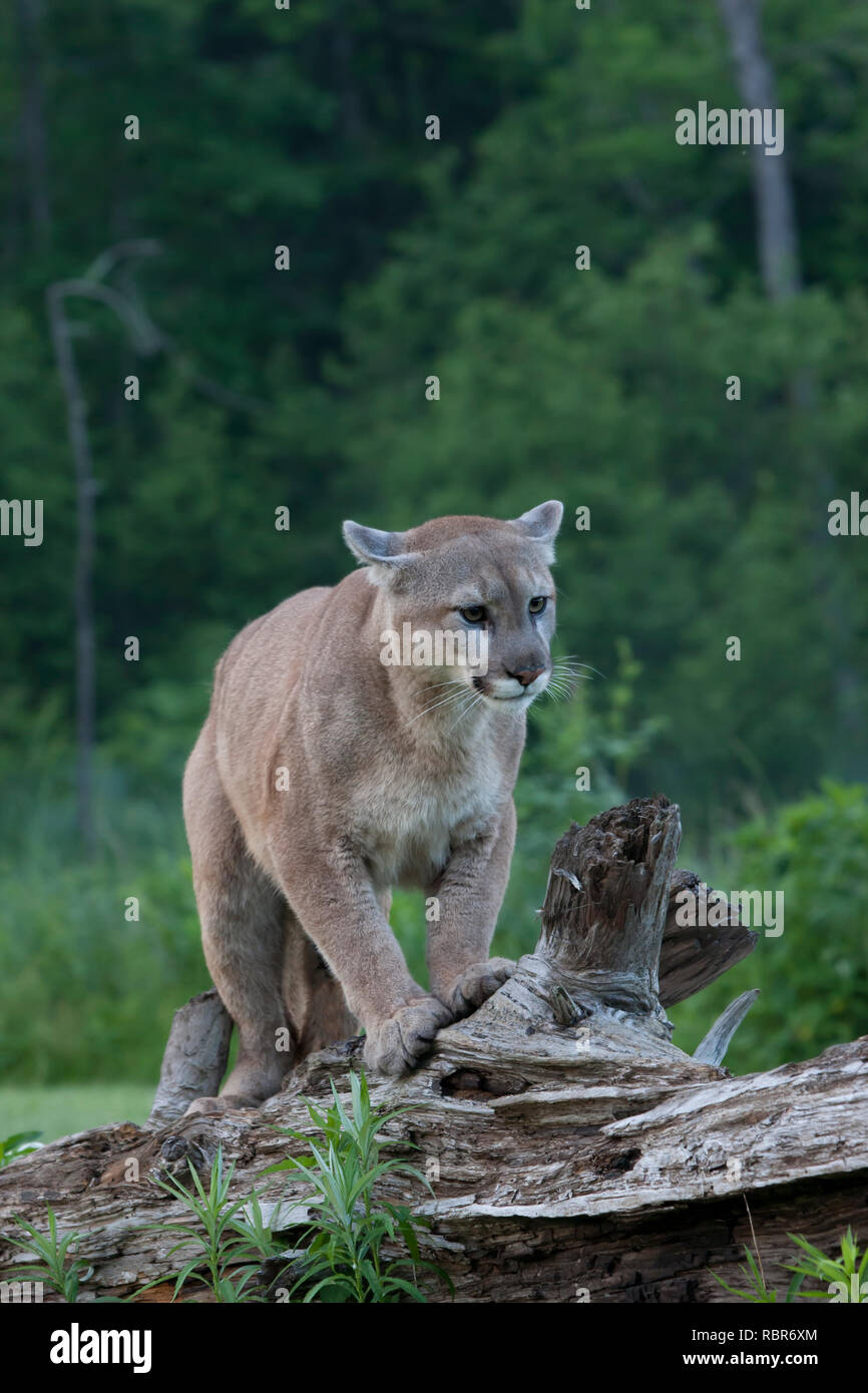 Puma dangerous cat fotografías e imágenes de alta resolución - Alamy