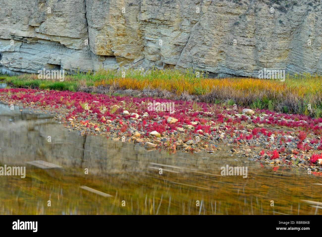 Vegetación tolerantes a la sal (rojo samphire) que crecen a lo largo de la orilla del río Salt, Wood Buffalo National Park, Alberta, Canadá Foto de stock