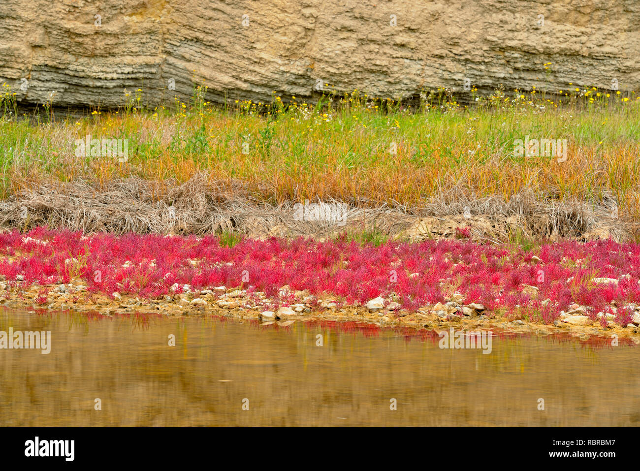 Salt River con rojo samphire tolerantes a la sal, Parque Nacional Wood Buffalo, Albert, Canadá Foto de stock