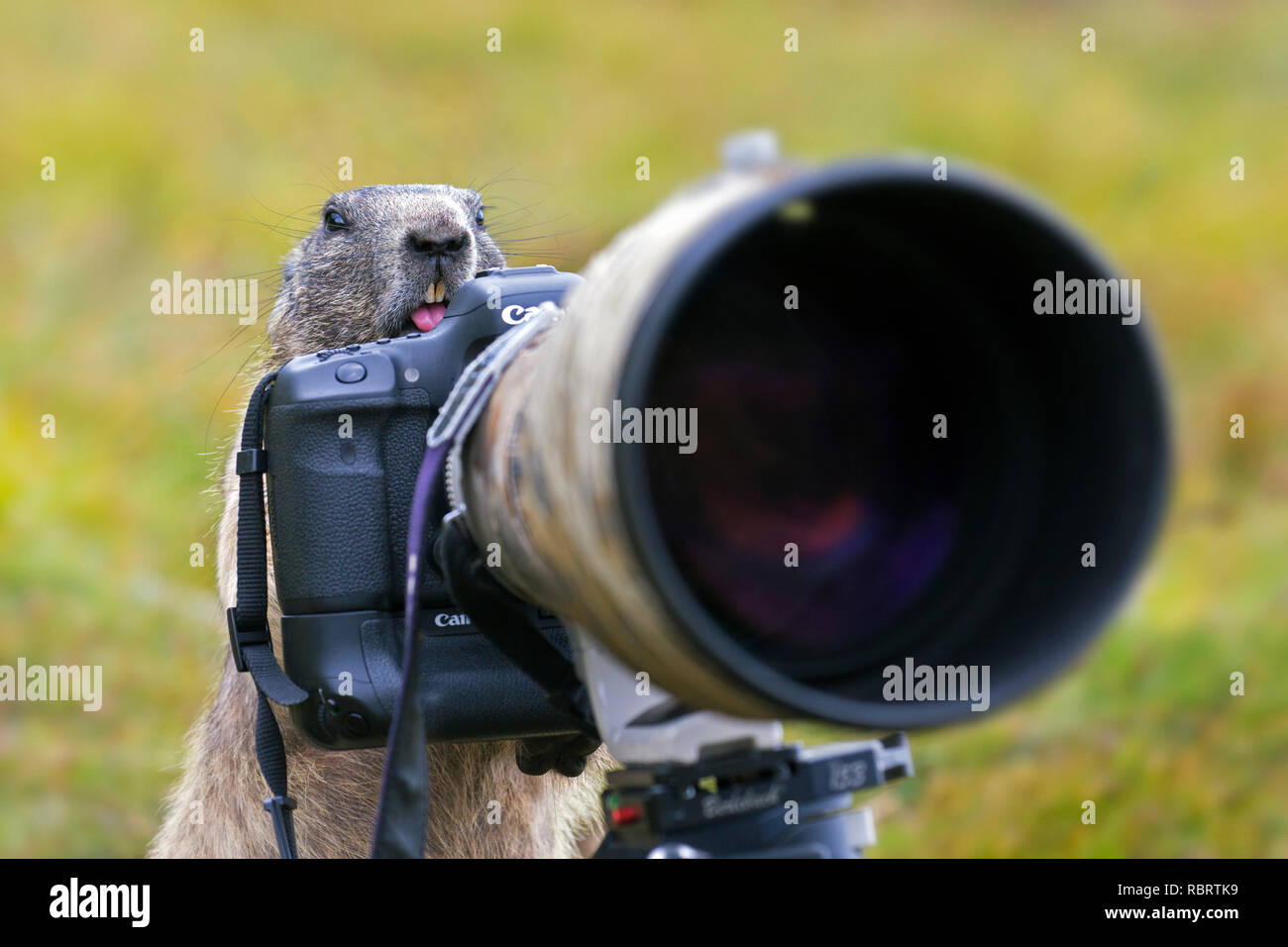 Curiosa la marmota alpina (Marmota marmota) detrás de Wildlife Photographer's cámara Canon con gran lente telefoto montado sobre un trípode Foto de stock