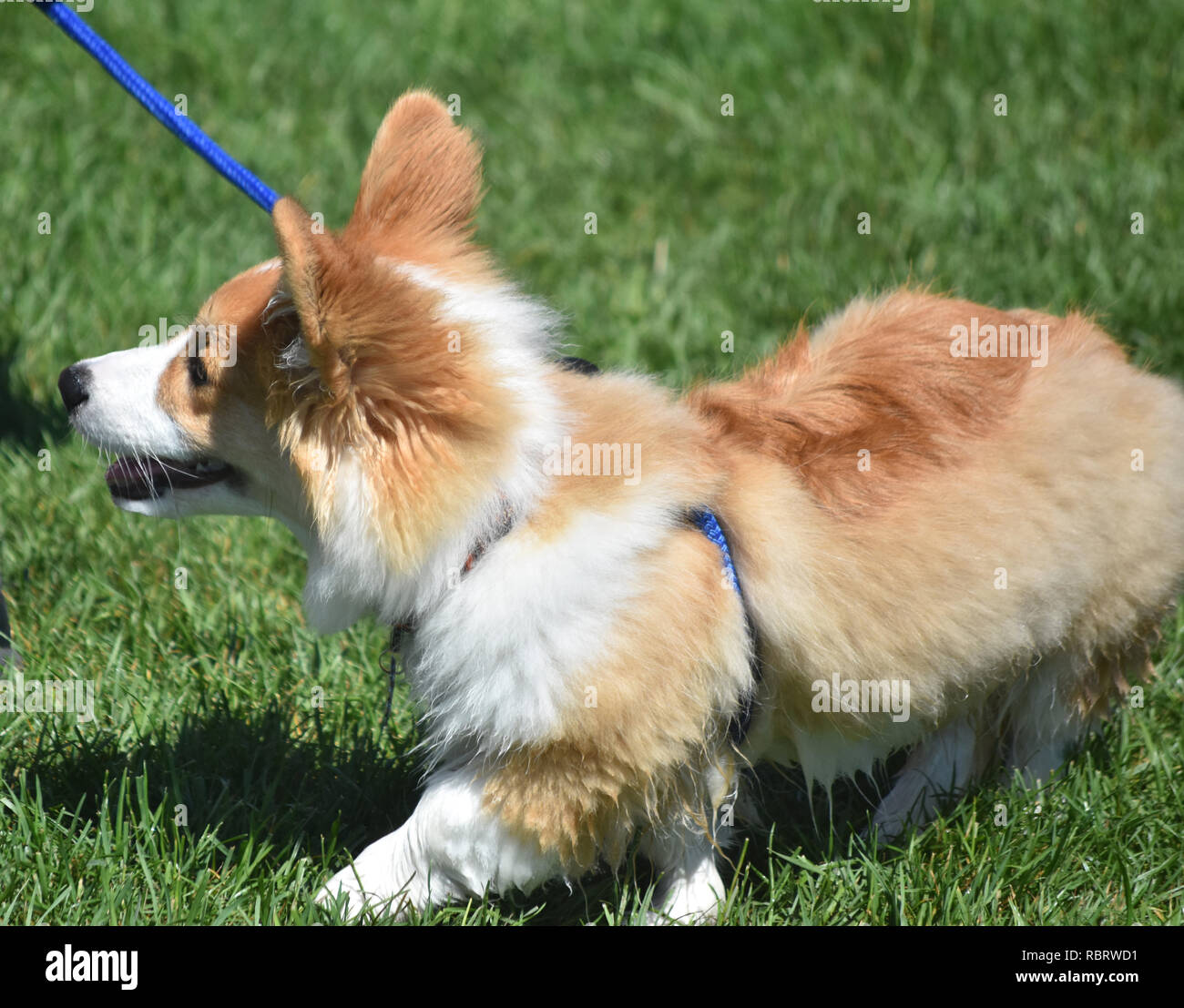 Marrón y blanco lindo perro Welsh Corgi caminando sobre una correa. Foto de stock