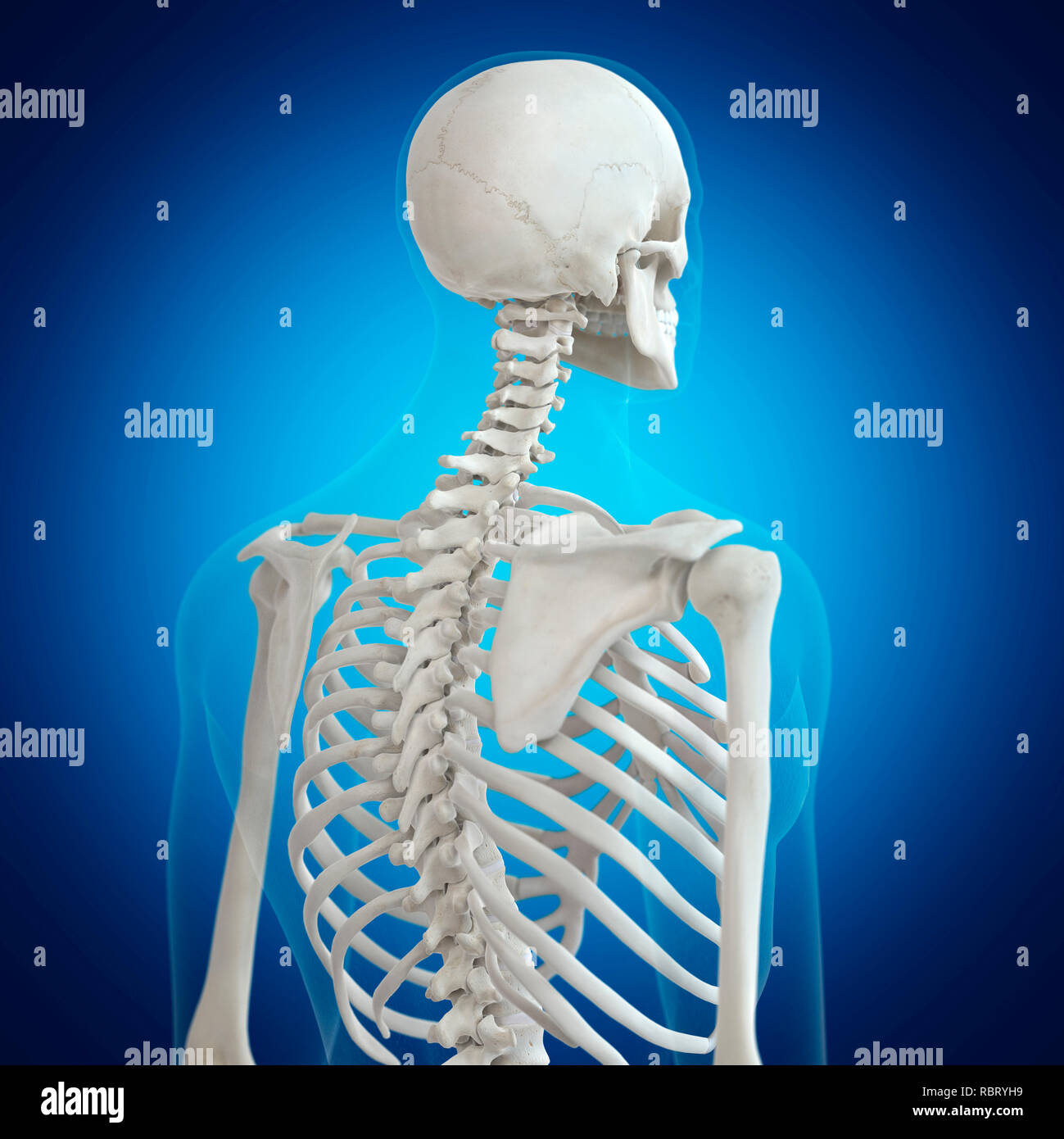 Me Crujen Los Huesos De La Espalda Ilustración de los huesos de la espalda FotografĆa de stock - Alamy