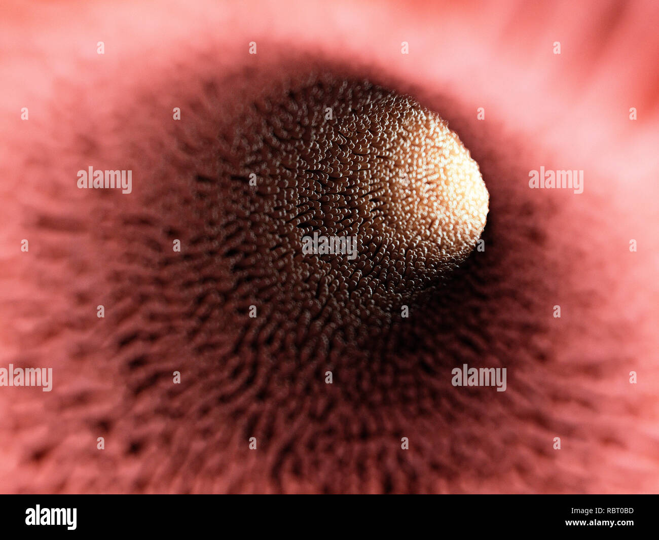 Ilustración de vellosidades intestinales. Foto de stock