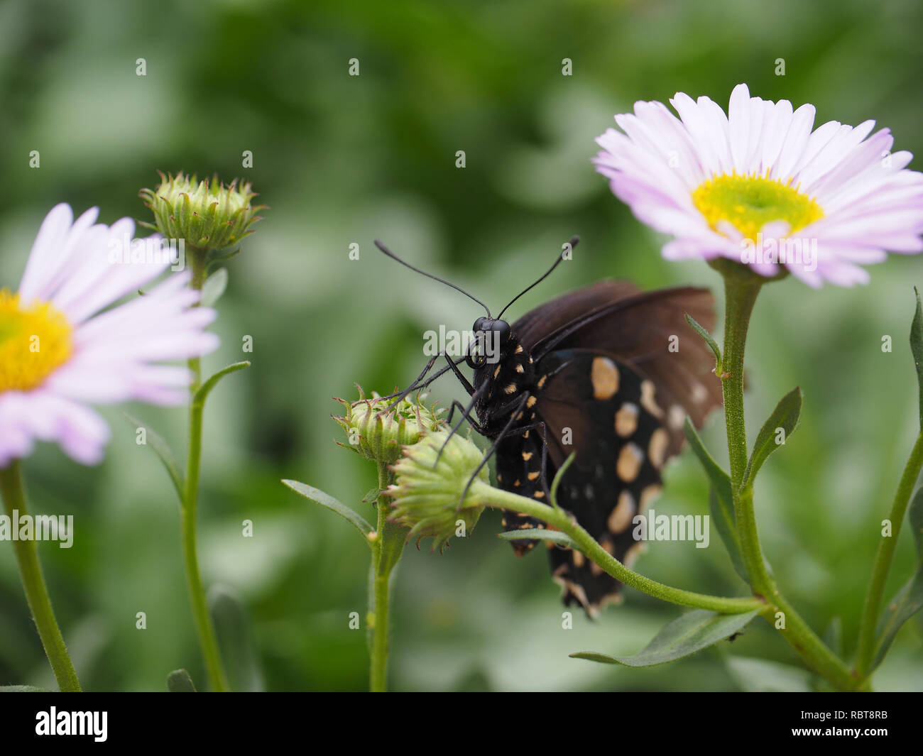 Bonita Mariposa Negra en Daisy desde el Pabellón de las mariposas al Museo de Historia Natural de Los Angeles, CA Foto de stock