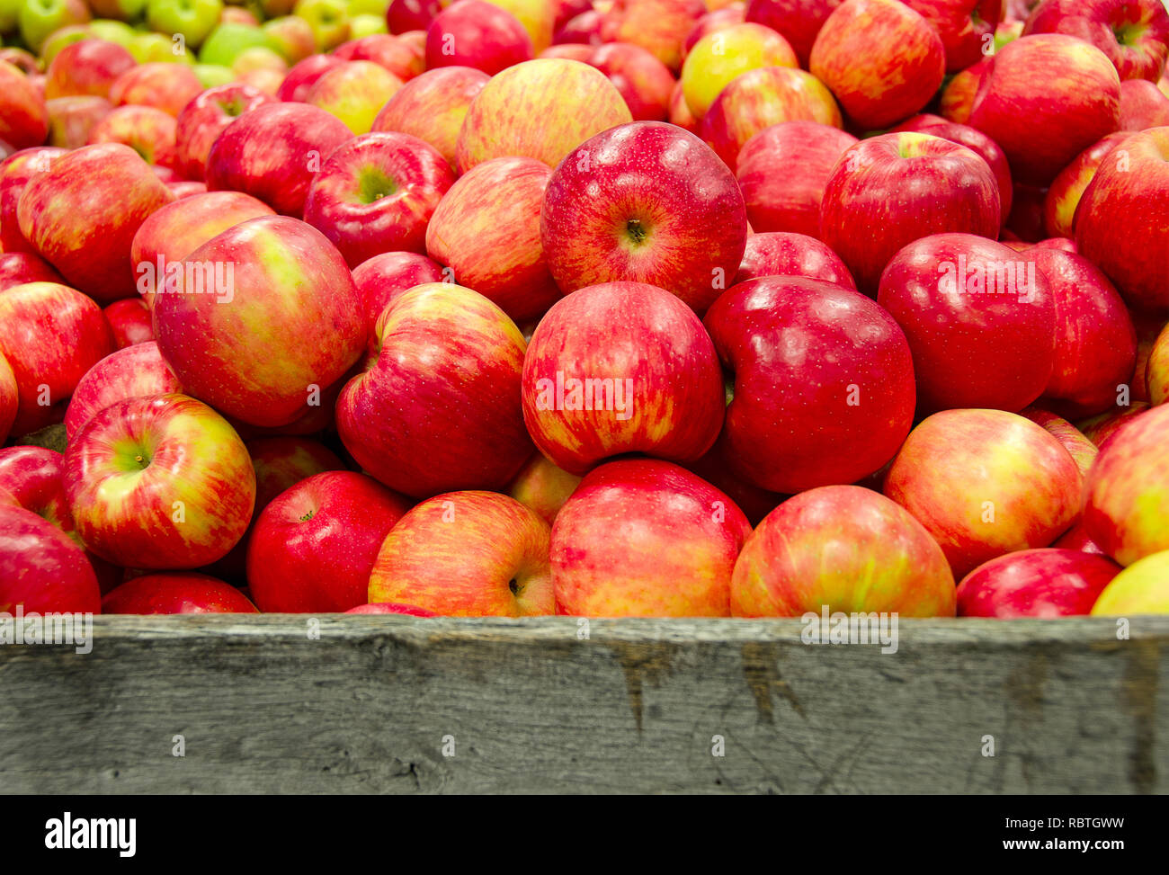 https://c8.alamy.com/compes/rbtgww/rojo-y-amarillo-michigan-manzanas-en-jaula-de-madera-rustica-rbtgww.jpg