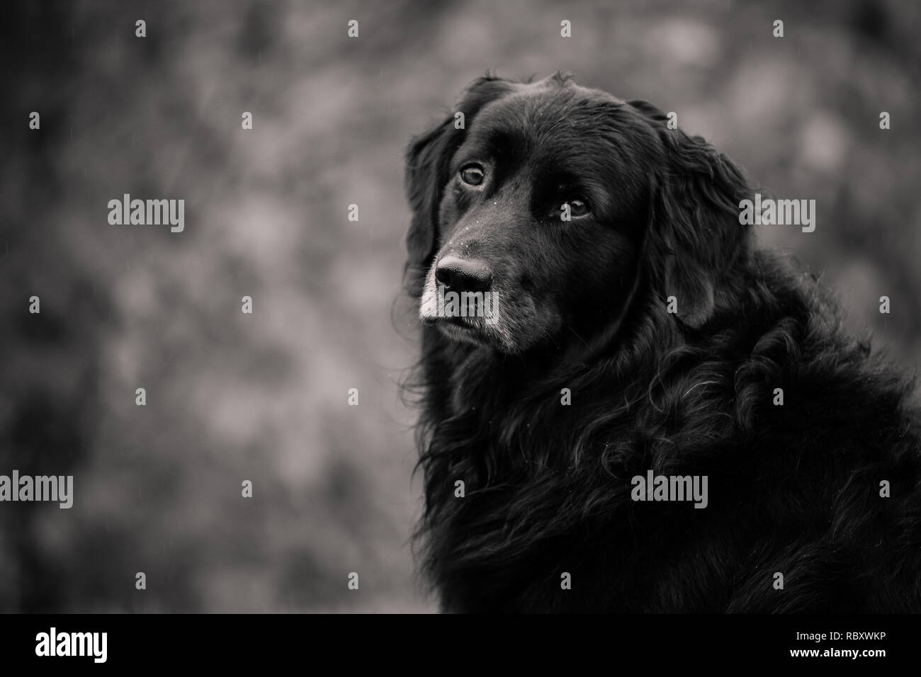 Perro negro peludo fotografías e imágenes de alta resolución - Alamy