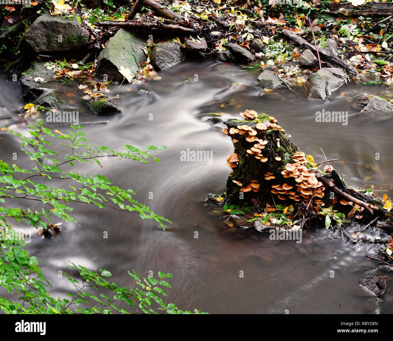 - Ein Baumstumpf Herbststimmung, der dicht Pilzen bewachsen mit und Moos ist, steht inmitten eines kleinen Flusses, en Langzeitbelichtu Wasserbewegung Foto de stock