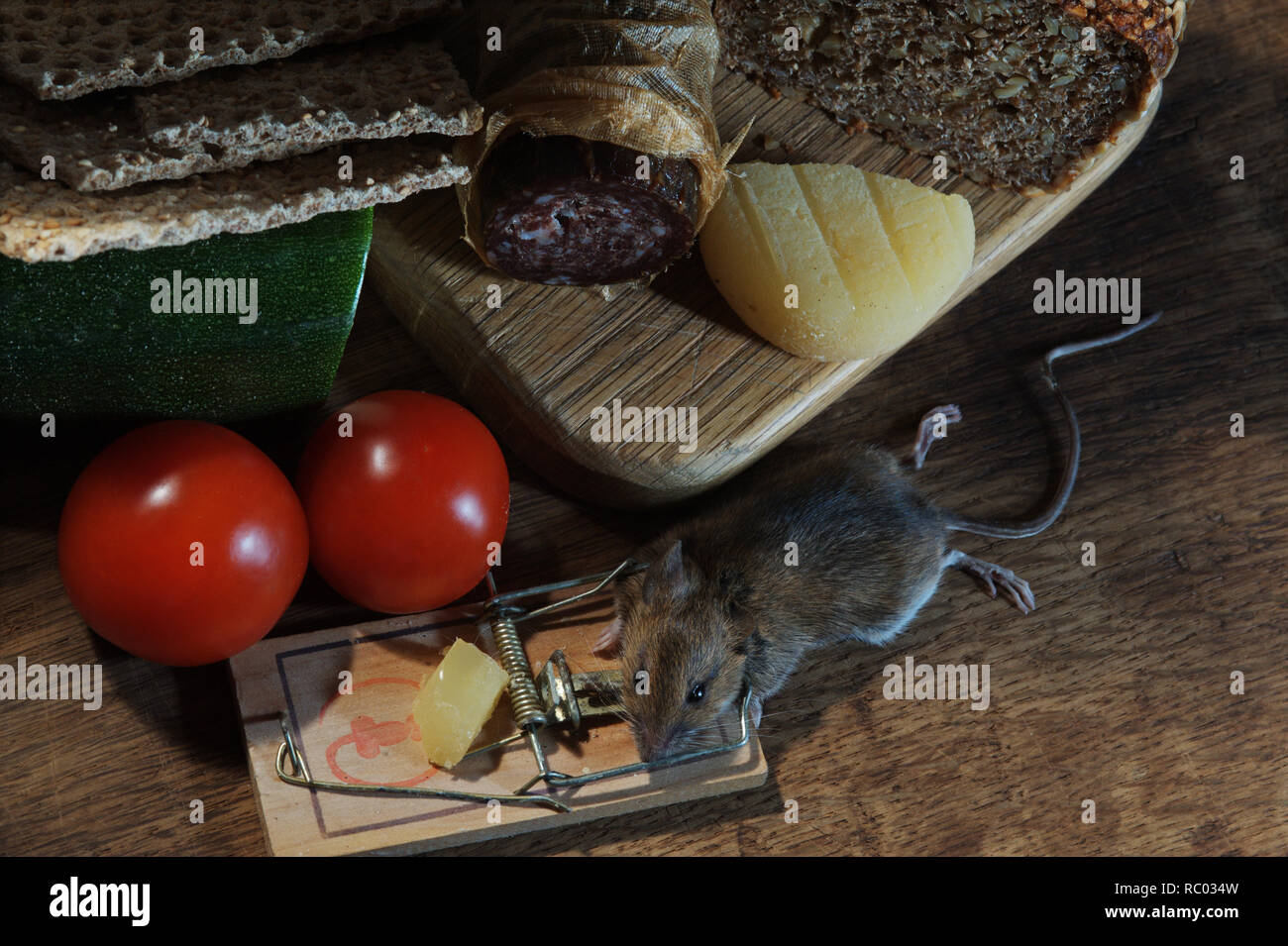 Maus in der Mausefalle gefangen | ratón atrapado en una trampa de ratón Foto de stock