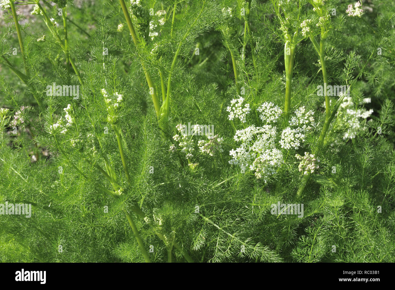 Bärwurz, Meum athamanticum, in der Blüte | Meum athamanticum, Baldmoney Foto de stock