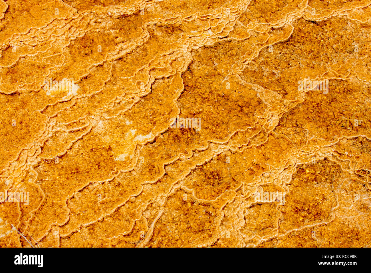 Amarillo termófilas son microorganismos amante del calor que crean tapices de colores donde el agua caliente fluye entre las terrazas en Mammoth Hot Springs. Foto de stock