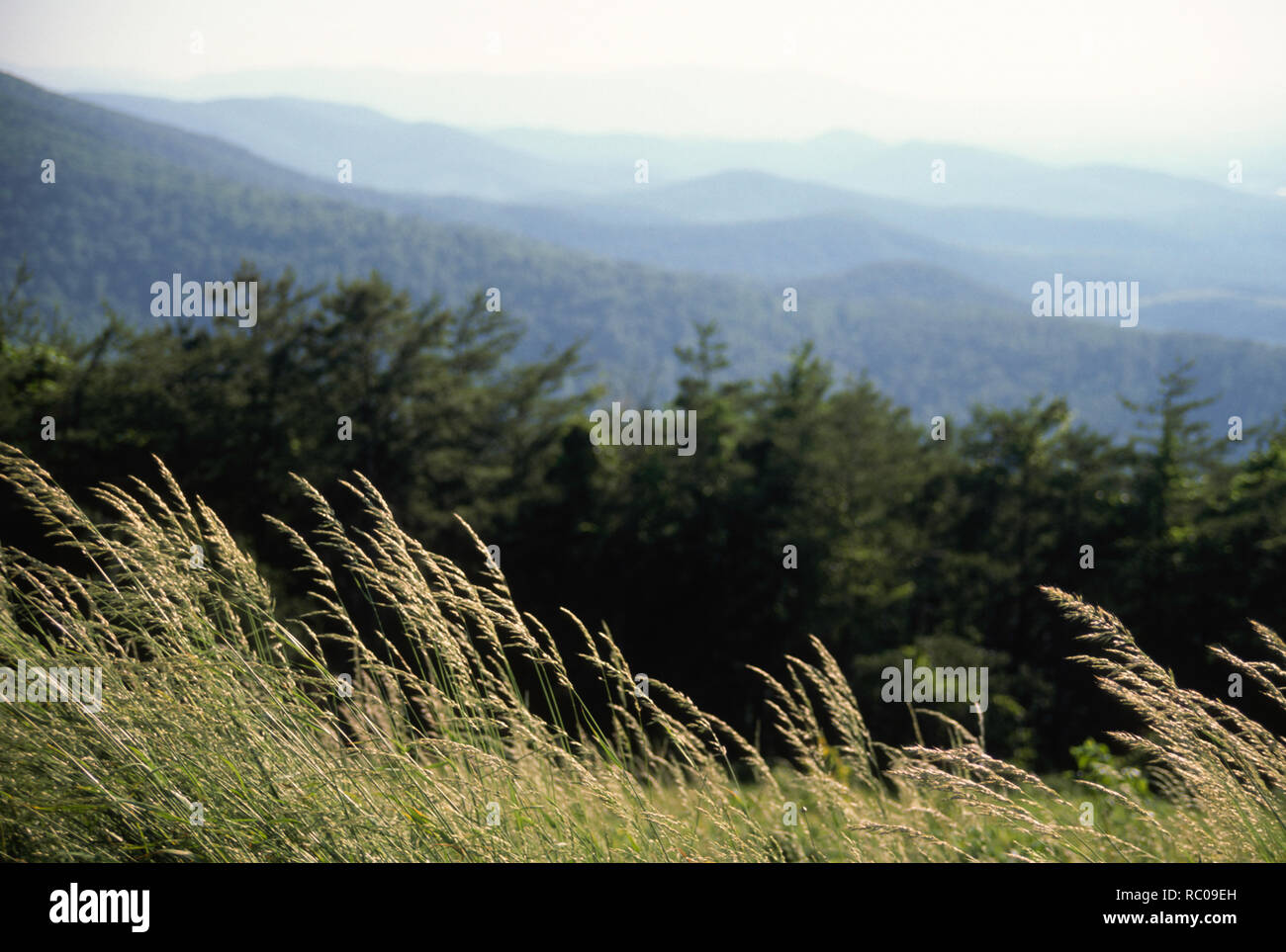 Vista escénica en el Blue Ridge Parkway se extiende hasta el horizonte, Virginia, EE.UU. Foto de stock