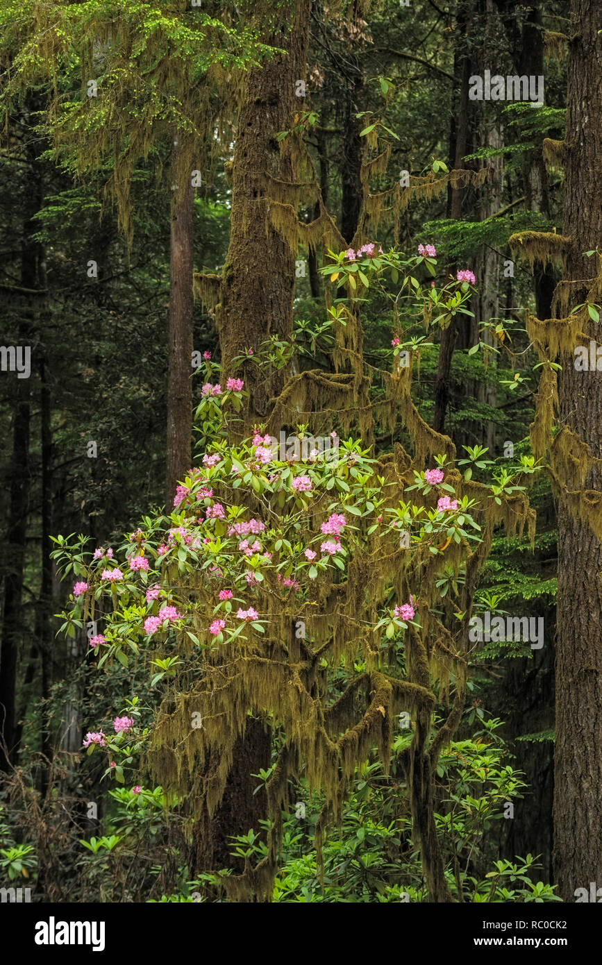 Rhododendron florece entre los árboles a lo largo de Redwood Howland Hill Road, Jedediah Smith Redwoods State Park, California. Foto de stock